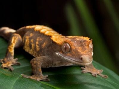A Crested Gecko