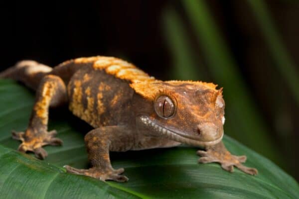 The crested gecko is unable to grow its tail back.