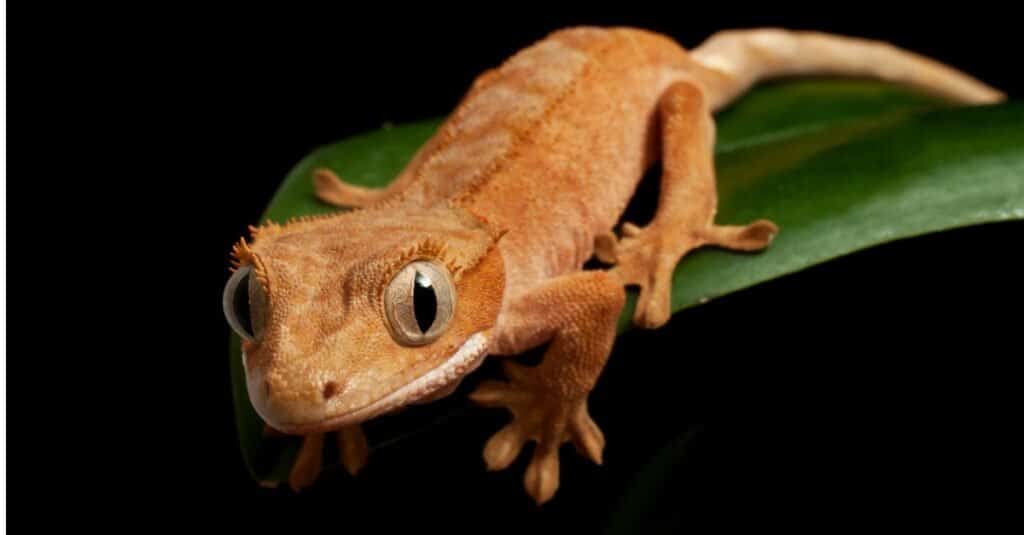 crested gecko