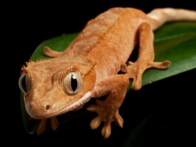 A Crested Gecko: How Much Do You Know?