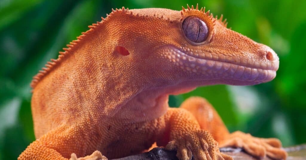 A crested gecko, a popular tropical lizard that makes an interesting and low-maintenance pet.