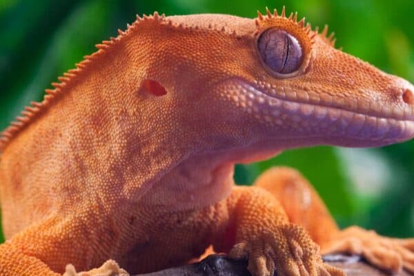 close up of crested gecko