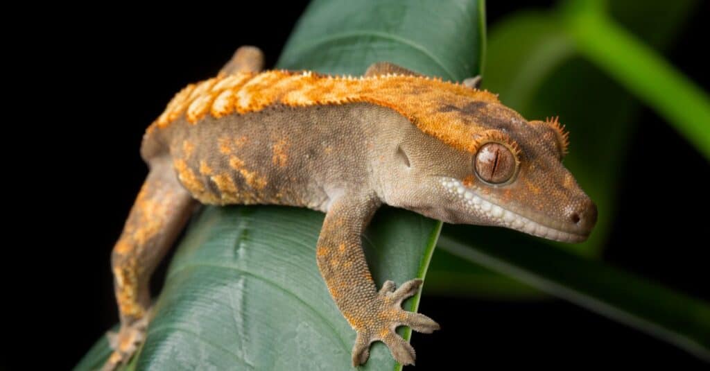crested gecko on leaf