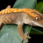 crested gecko on leaf