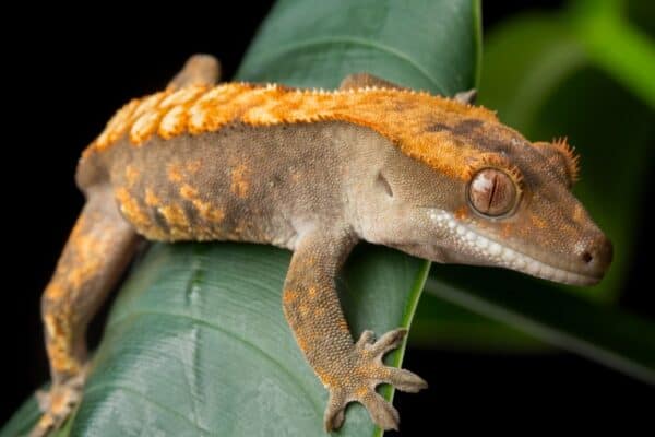 crested gecko on leaf