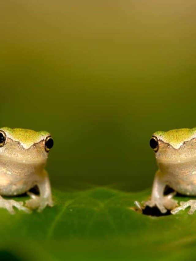 baby frog pair