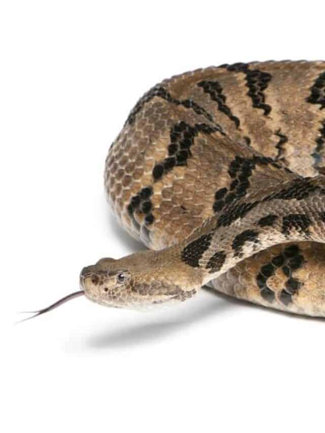 Iowa Snakes - Massasauga Rattlesnake