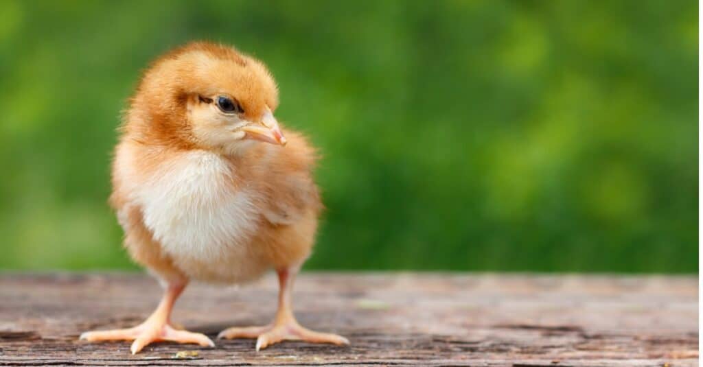 baby chicken portrait