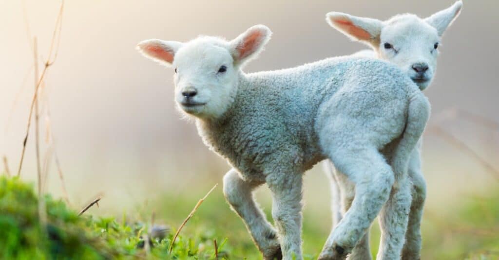 baby sheep siblings