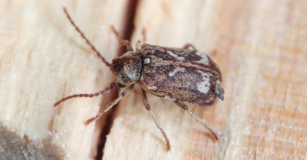 deathwatch beetle on wood