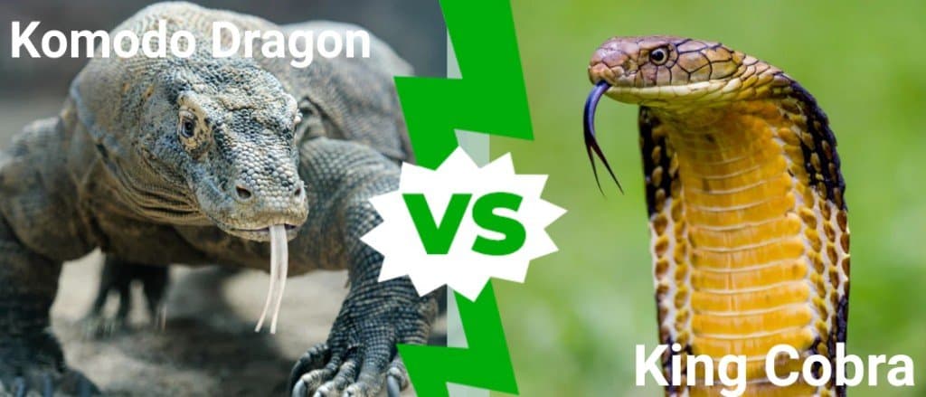 Komodo Dragon vs King Cobra