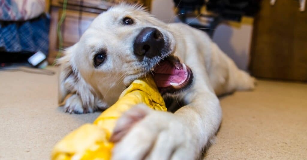 dog chewing rawhide