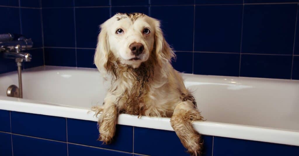 dog in bathtub