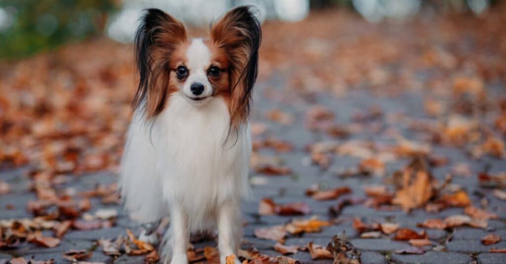 a dog with small ears