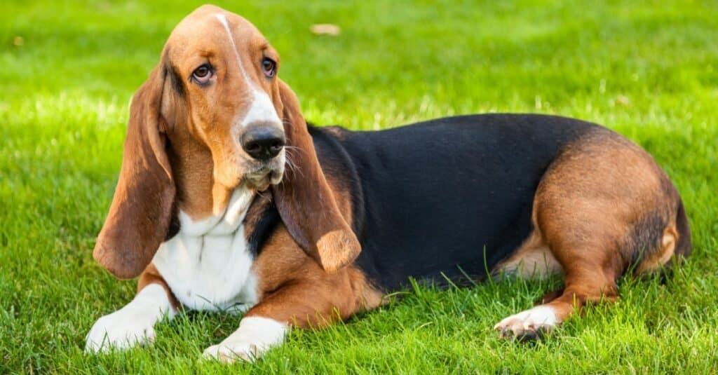 basset hound 