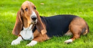 10 Incredible Basset Hound Facts Picture