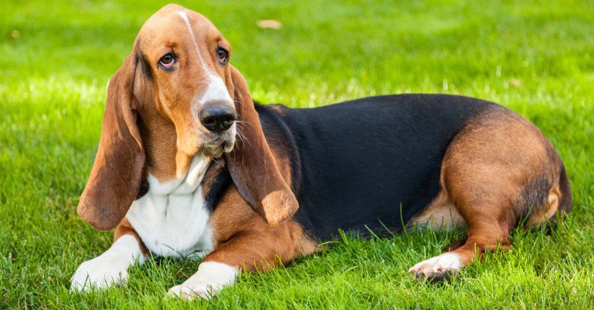 10 Incredible Basset Hound Facts - A-Z Animals
