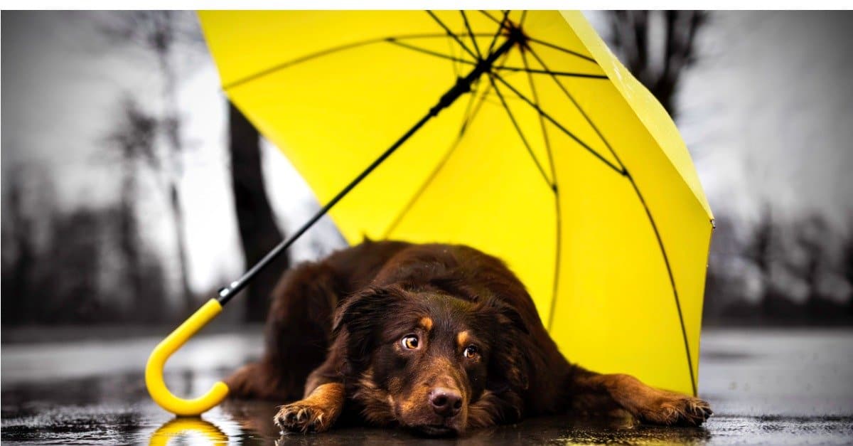 dog under umbrella