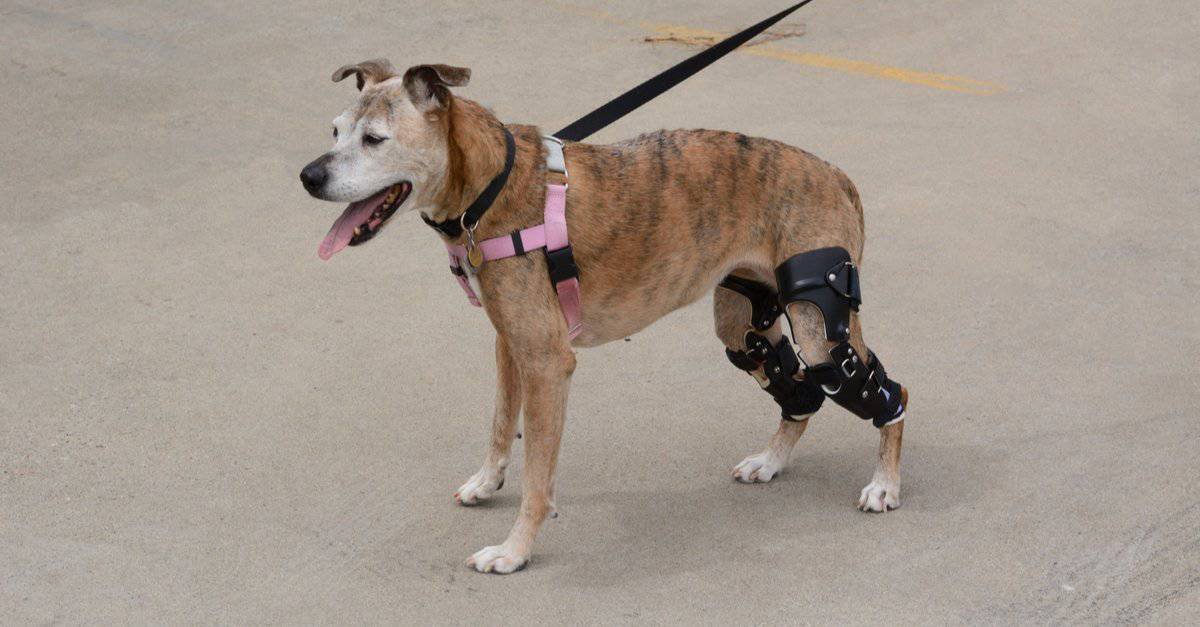 A dog wears two knee braces while out on a walk.