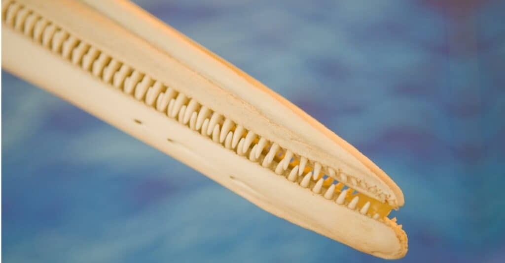 Dolphin Teeth - Dolphin Jaw Bone