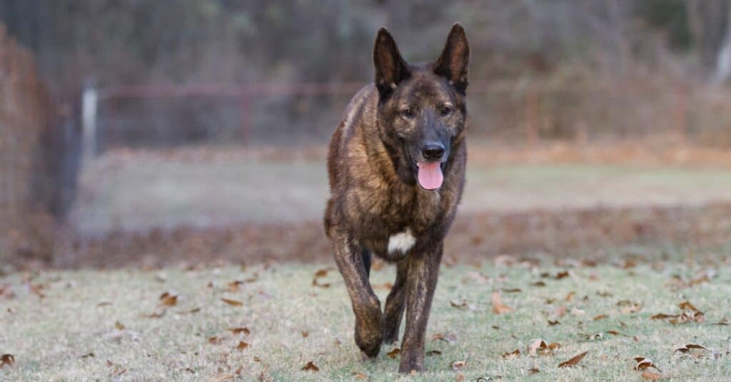 Dutch shepherd walking in field