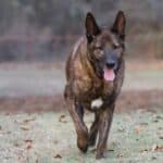The Dutch shepherd, a farm dog developed to protect livestock, is easier to train than the German shepherd.