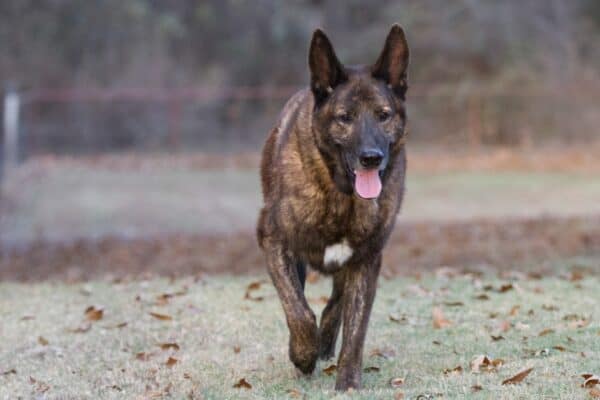 The Dutch shepherd, a farm dog developed to protect livestock, is easier to train than the German shepherd.