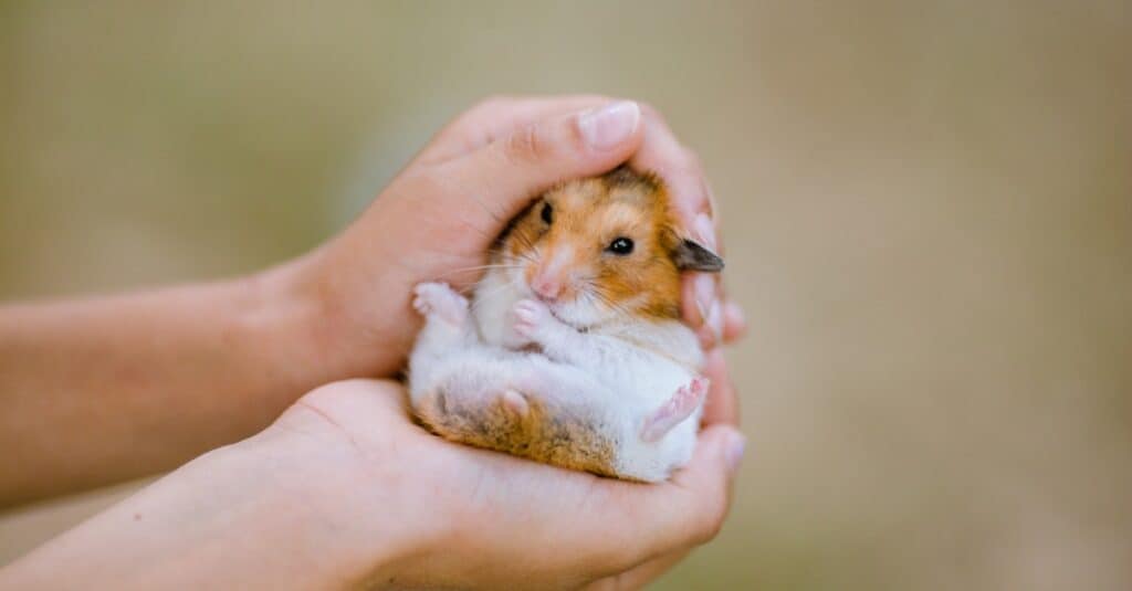 dwarf hamster in palm of hands