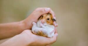 Dwarf Hamster Lifespan: How Long Do Dwarf Hamsters Live? Picture