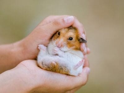 A Dwarf Hamster