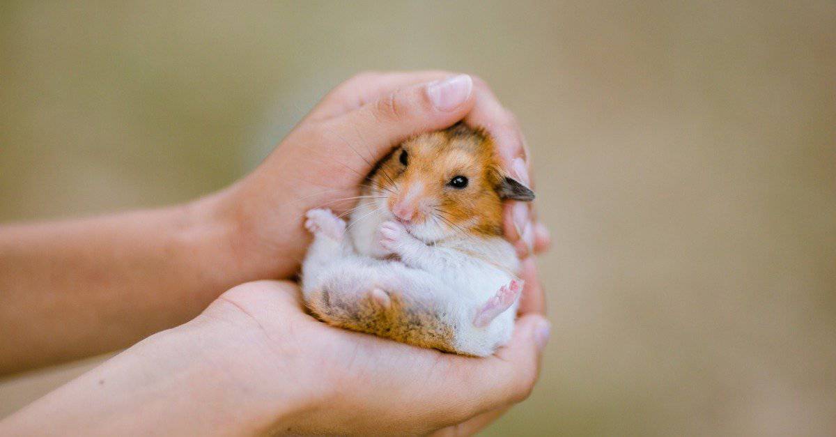 Dwarf Hamster Lifespan: How Long Do Dwarf Hamsters Live? - AZ Animals