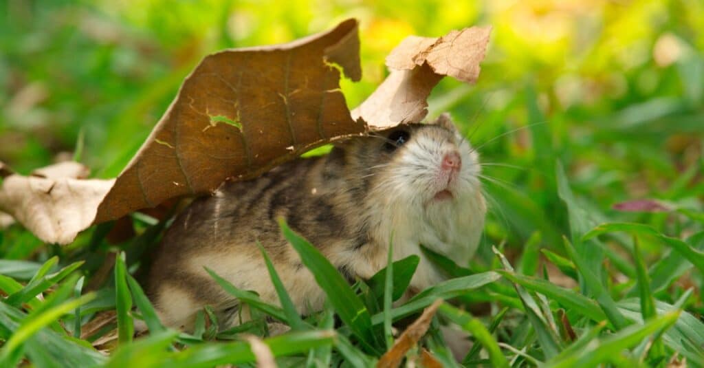 dwarf hamster under leaf, in grass