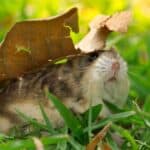 dwarf hamster under leaf, in grass