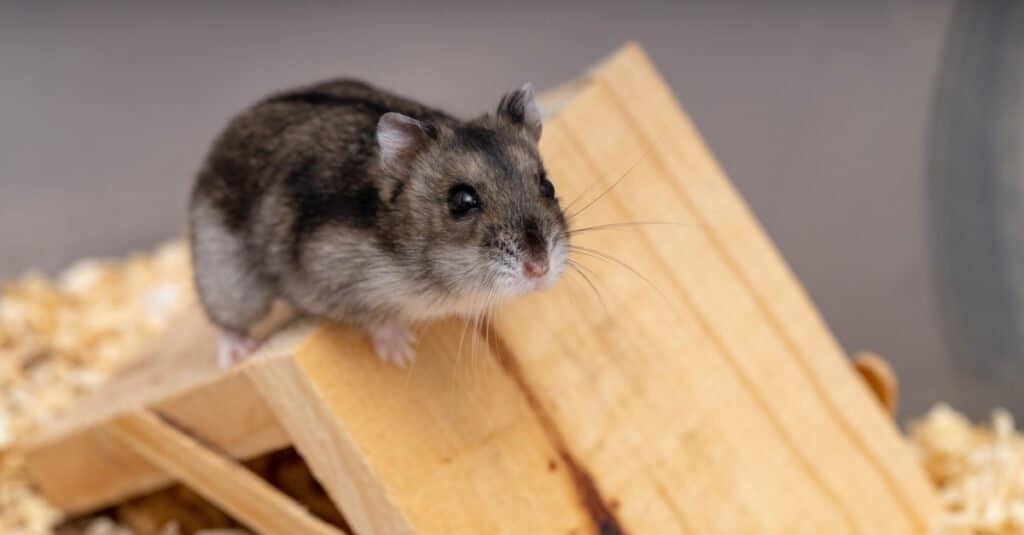 dwarf hamster on wooden structure
