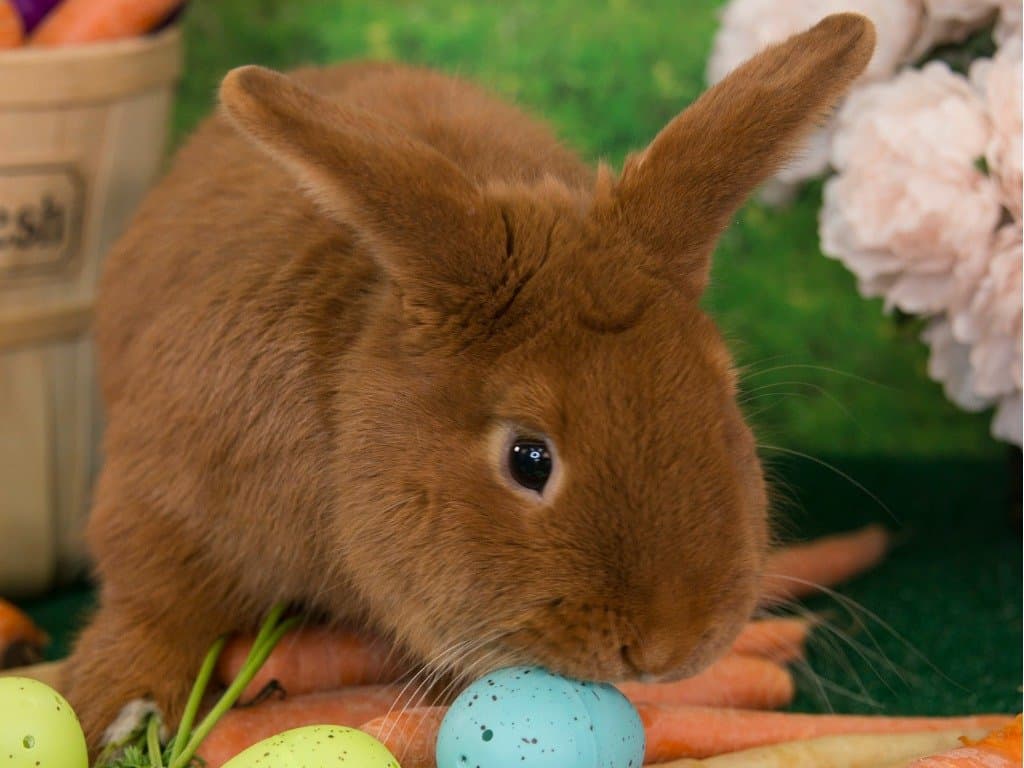 Ishtar Holding Bunny And Egg