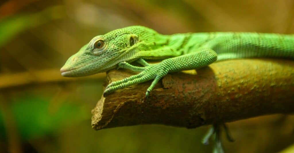 close up of an emerald tree monitor