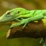 Emerald tree monitor