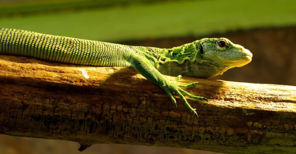 emerald tree monitor on limb