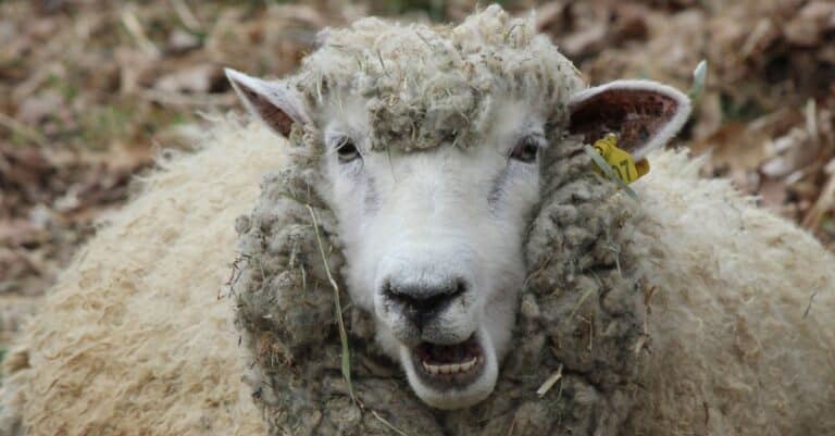 Sheep Teeth Do Sheep Have Top Teeth A Z Animals   Ewe Dont Say Picture Id517337724 768x401 