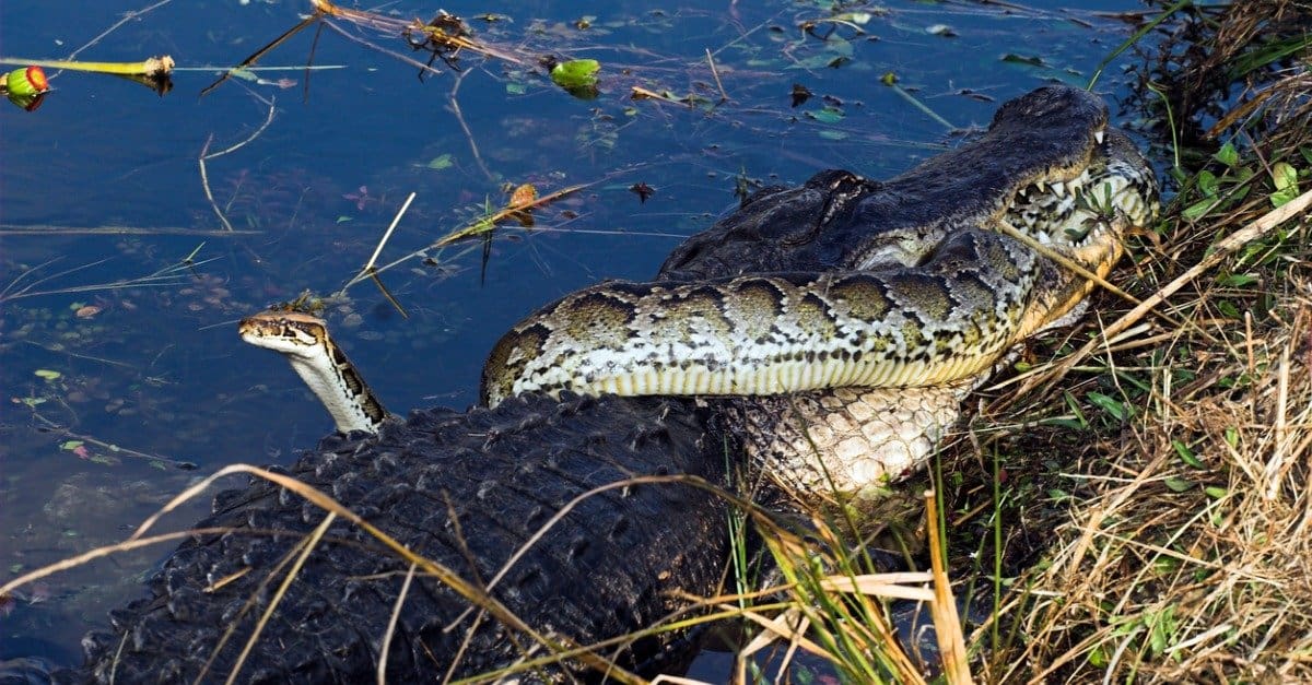 Alligator Lifespan - Alligator vs. Python