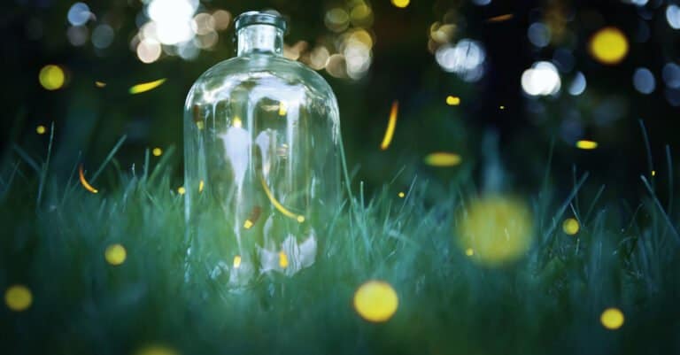 fireflies in jar and outside