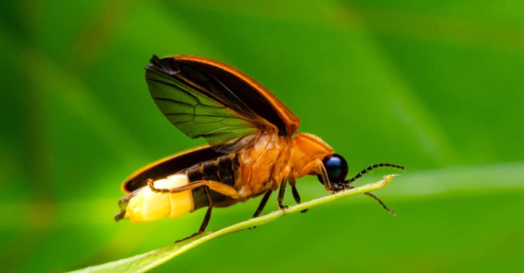 firefly on leaf