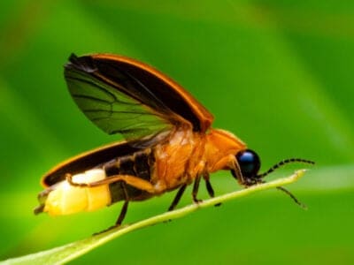 A Firefly