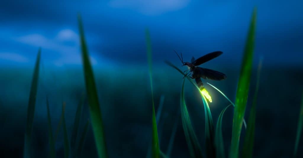 solitary firefly in field