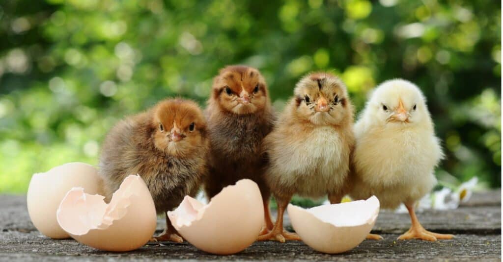 baby chicken siblings