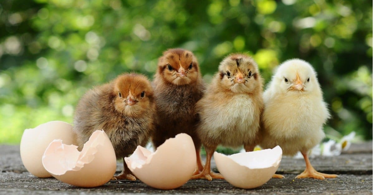 Turkey Eggs vs Chicken Eggs: What Are the Differences? - AZ Animals