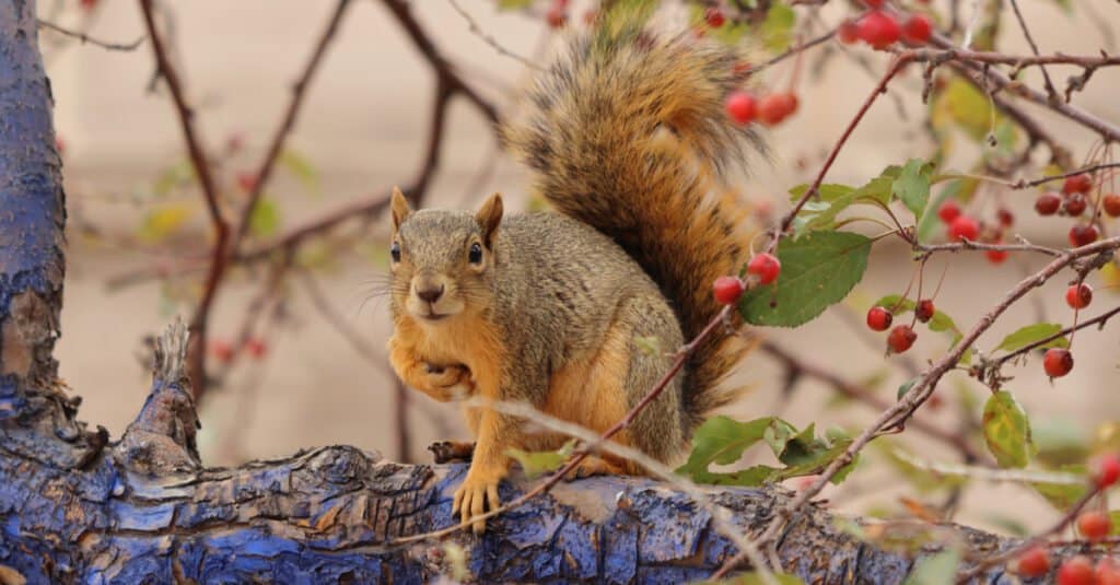 fox squirrel scratching its belly