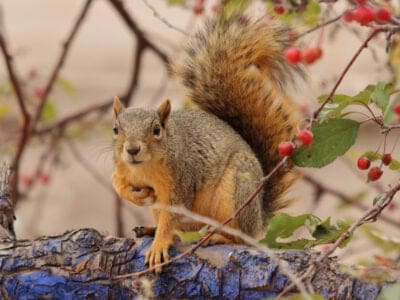 Fox Squirrel Picture