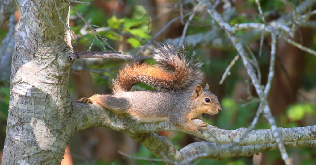 fox squirrel stretched out on tree branch, its long, bushy red tails splayed against its back and, turning away from its body in a U shape. Indistinct greenery in the background.