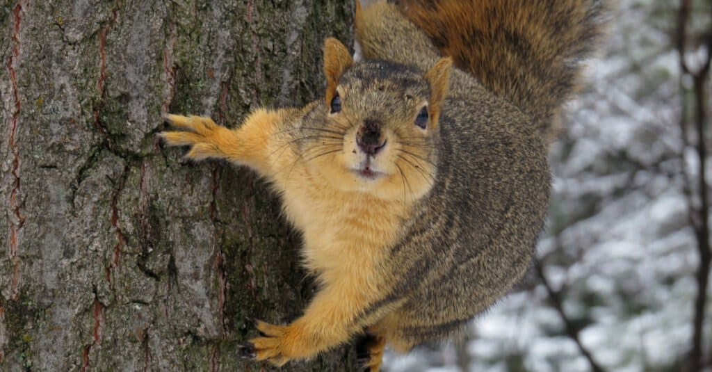 An image of a fox squirrel on a tree. 